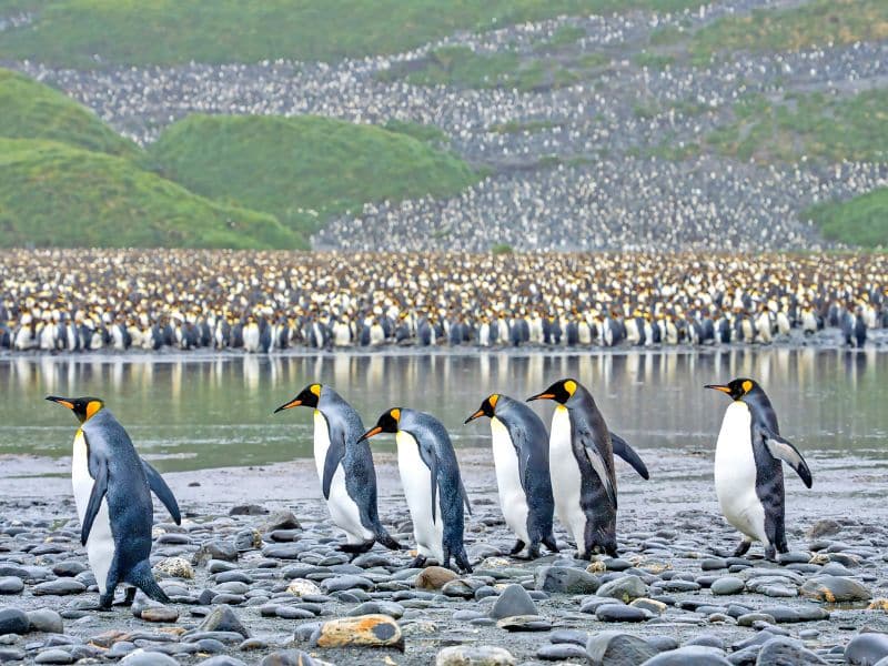 Penguins in Antarctica