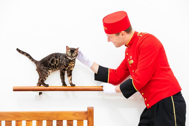 Cat on a cruise ship