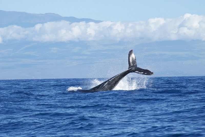 blue whale at sea