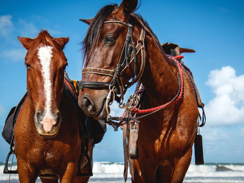 Antigua Beach by Horseback Shore Excursion