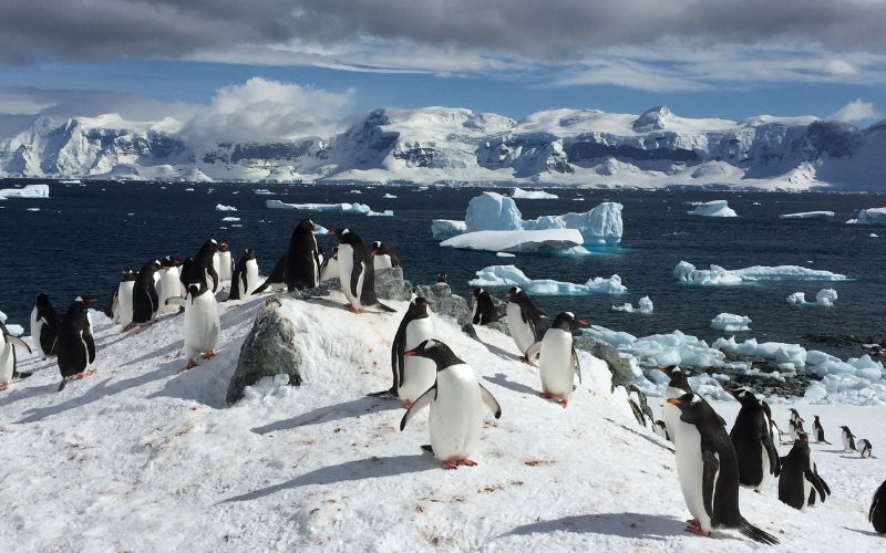 Penguins-Antarctica Expedition