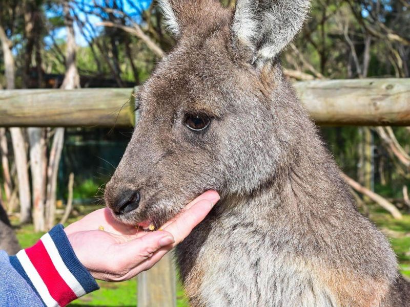Aussie Wildlife Sanctuary and Sightseeing with Wine Lunch Shore Excursion