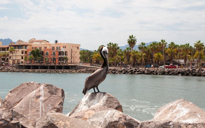 Brown Pelican sitting on a rock in Loreto, Mexico