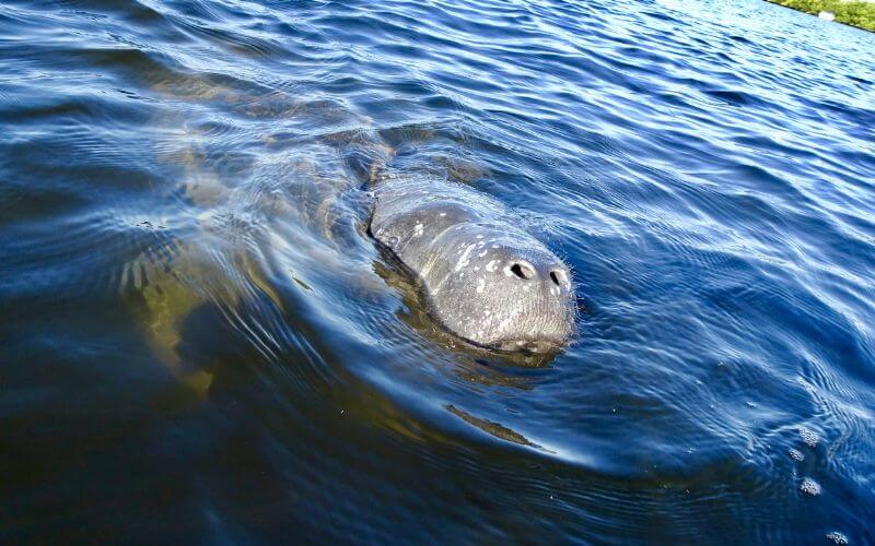 Manatee