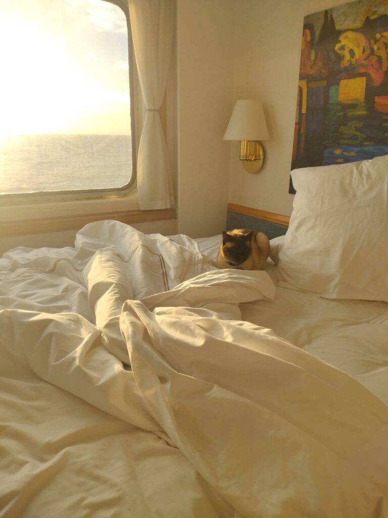 Captain the cat in bed on the Villa Vie cruise