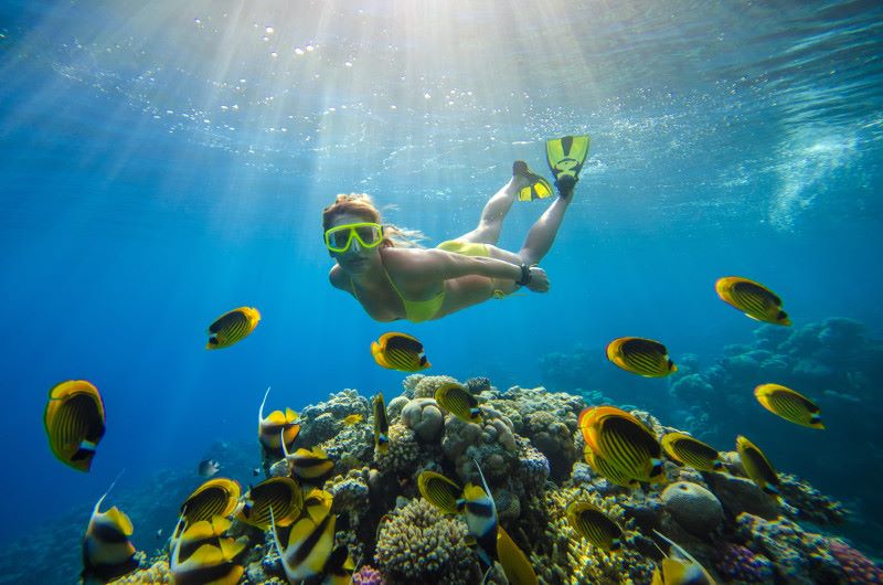 A Celebrity Cruises guest snorkeling in the crystal-clear waters of Bimini, surrounded by vibrant yellow and black striped fish and healthy coral reefs, with sunlight filtering through the surface, highlighting the underwater serenity.