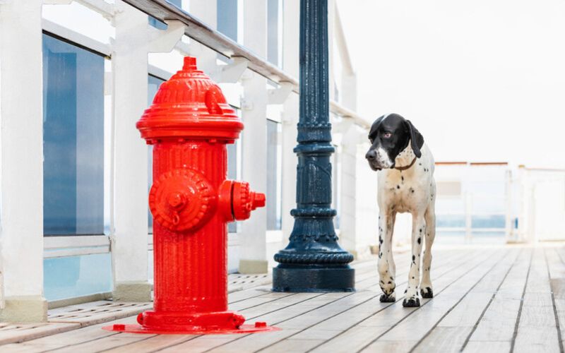 A cute dog planning something fishy while  looking at a fire hydrant onboard