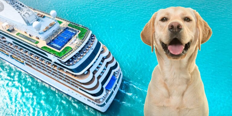 A huge cruise ship cruising the clean open ocean with a optimistic-looking healthy Labrador on the right part of the frame