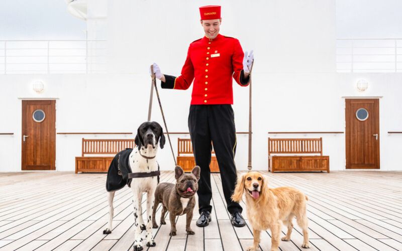 Cunard crew member looking after dogs