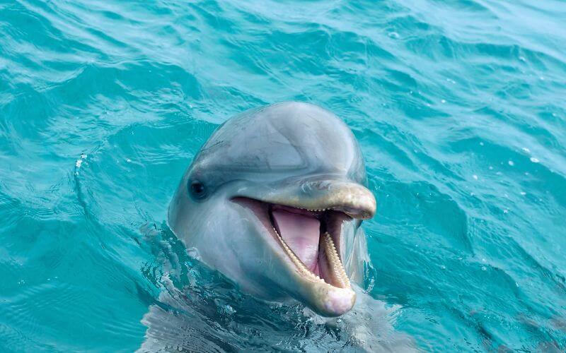 Dolphin