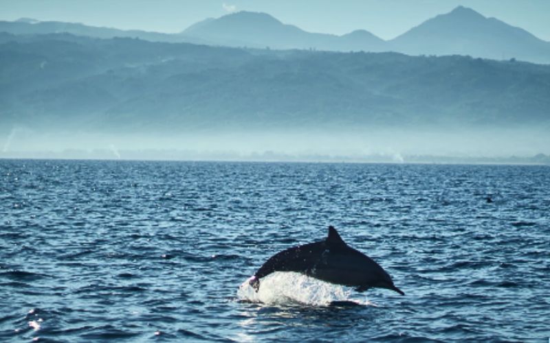 Dolphin in Alaska