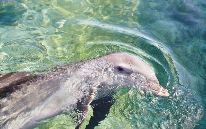 Dolphin's Cove in Ocho Rios, Jamaica