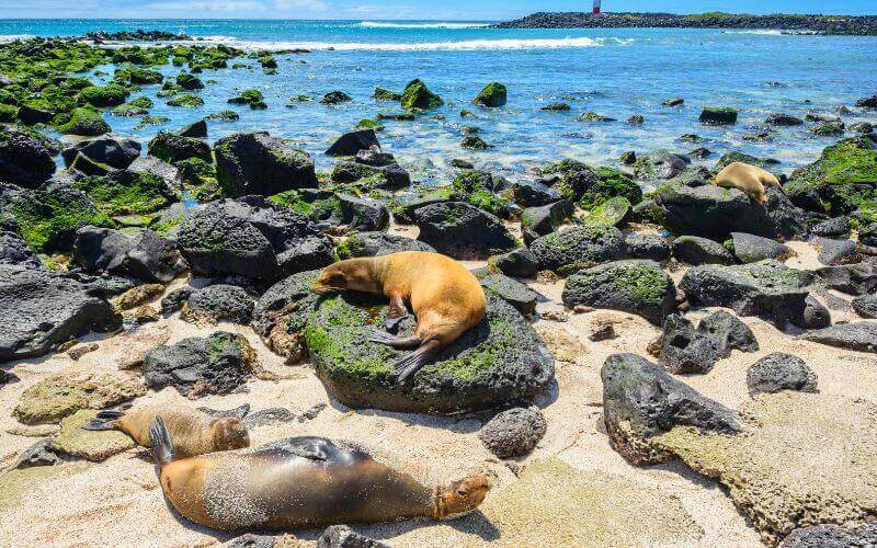 Fur seals at Punta Carola beach, Galapagos islands Ecuador