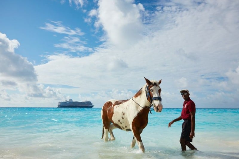 A paint horse, guided by a handler, wades through the crystal-clear turquoise waters of a tropical beach, with a cruise ship visible on the horizon, merging the allure of exotic vacations with unique equestrian experiences.