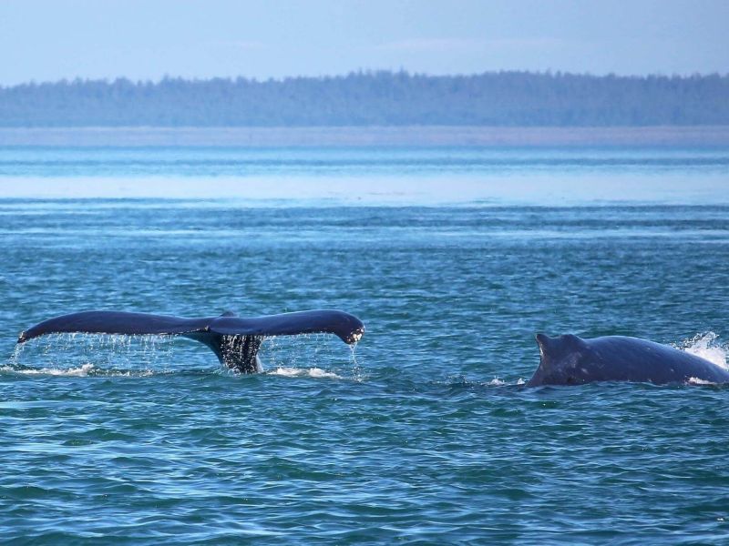 Icy Strait Whale Watching and Wildlife Sightseeing Shore Excursion