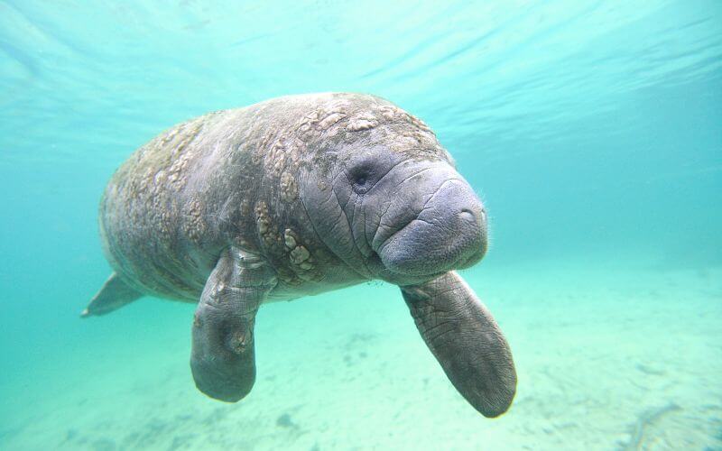 Manatee