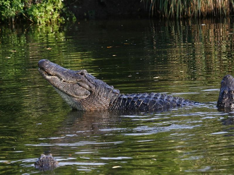 Miami Everglades Tour and Airboat Adventure with Transportation