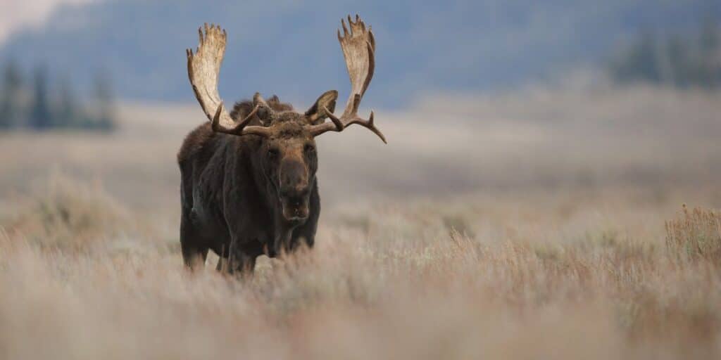 Moose