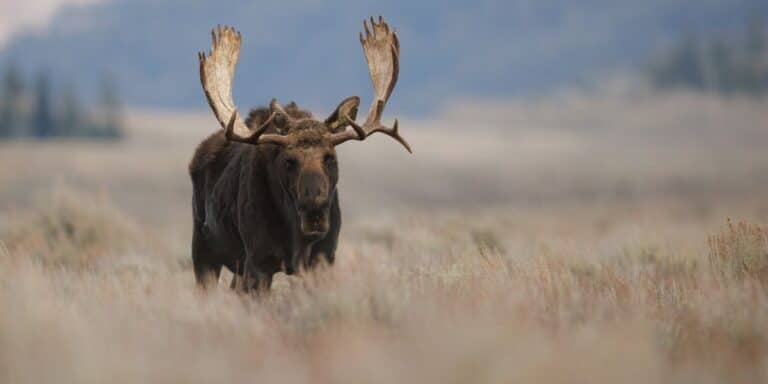 Moose