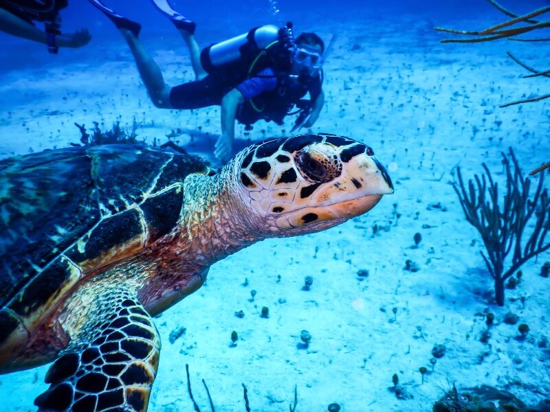 Ocean Cay snorkelling (