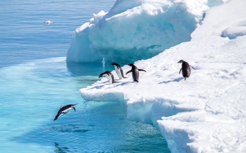 Penguins jumping in the water