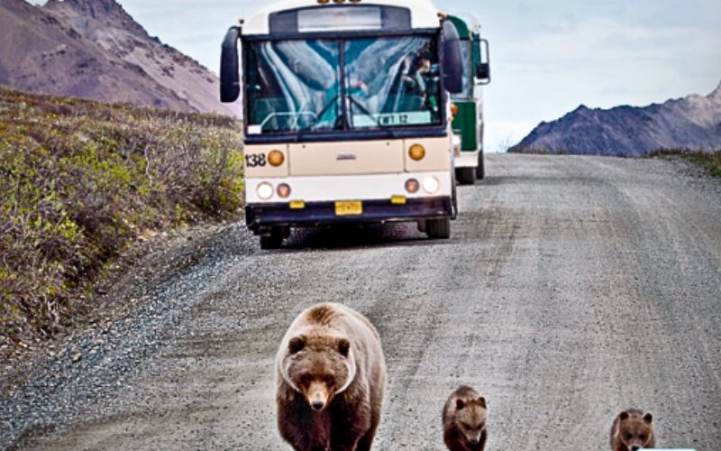 Princess - Denali National Park - Tour Bus