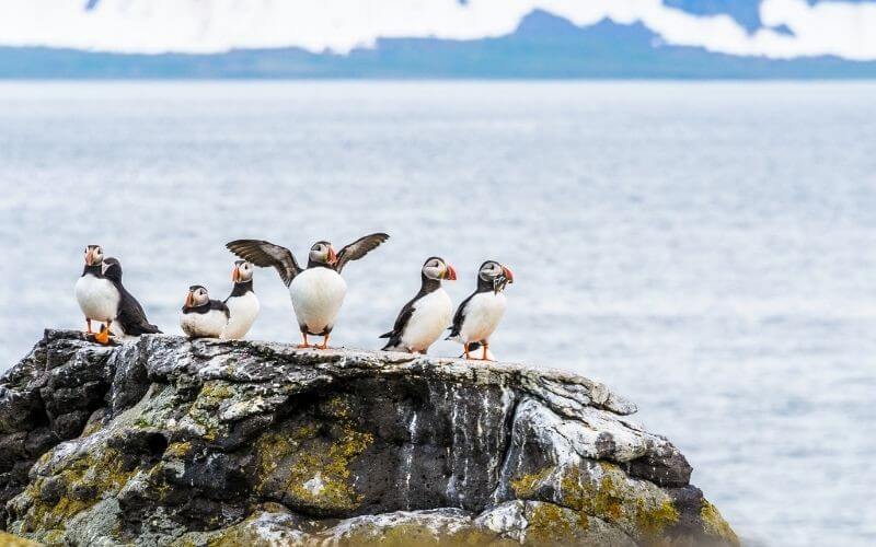 Puffins in Iceland