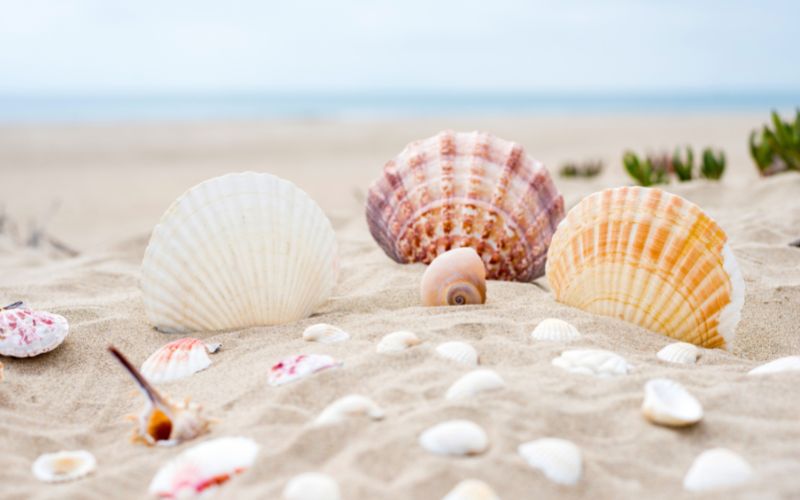 Seashells on the shore