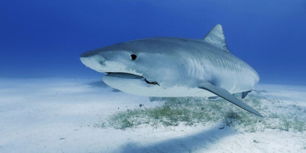 Shark Swimming