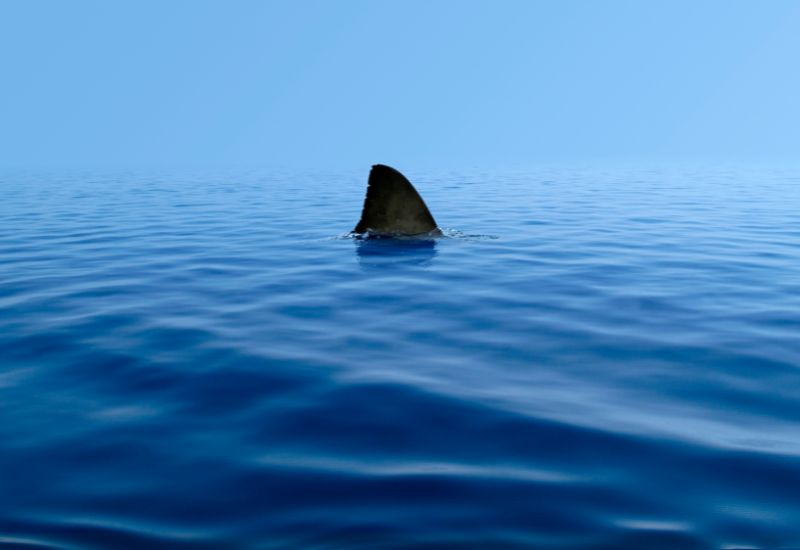 Shark fin above water