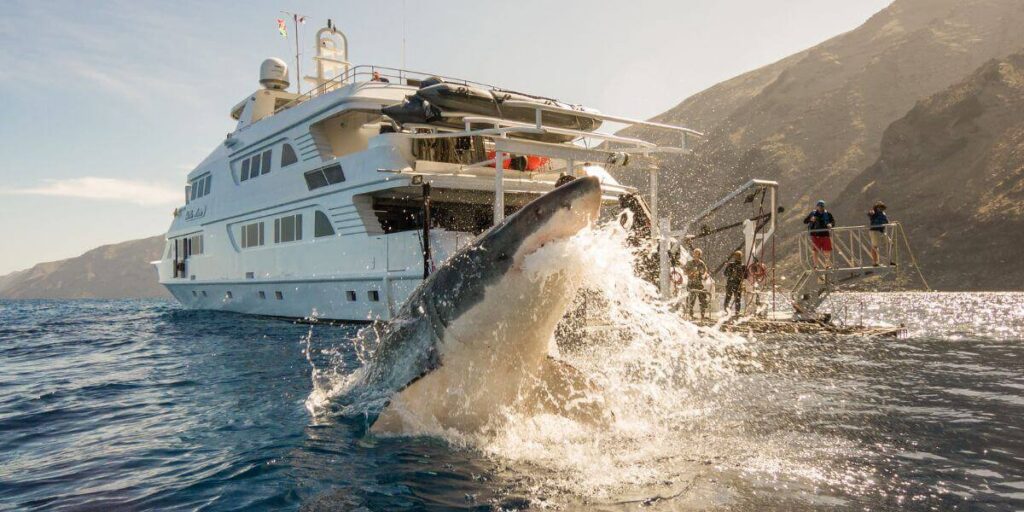 People in white ship on sea looking at a shark