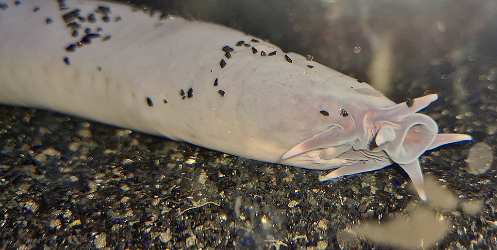 hagfish