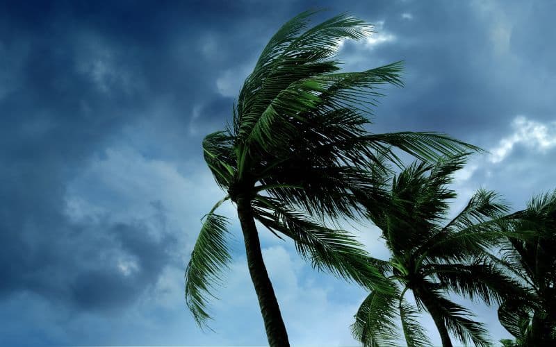 Strong winds blowing on the trees