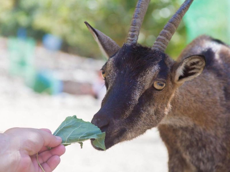 Traditional Cretan Shepherd for a Day and Olive Oil Tasting from Chania Shore Excursion