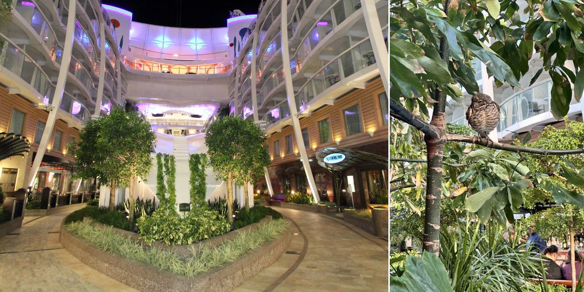 Owl stowaway Central Park Allure of the Seas