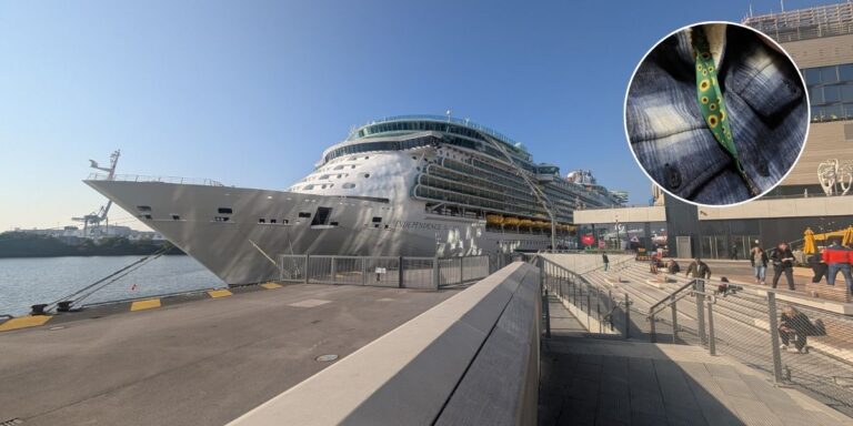 Royal Caribbean cruise with sunflower lanyard