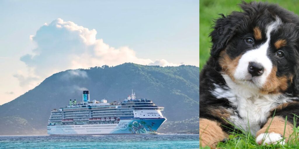 Tails of the Seas Cruise