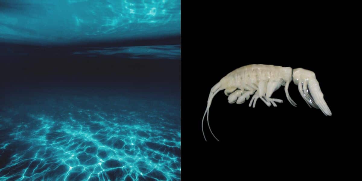 Darkness creature discovered