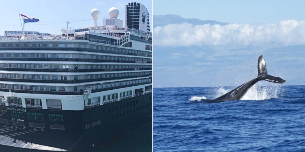 HAL Whale Watching
