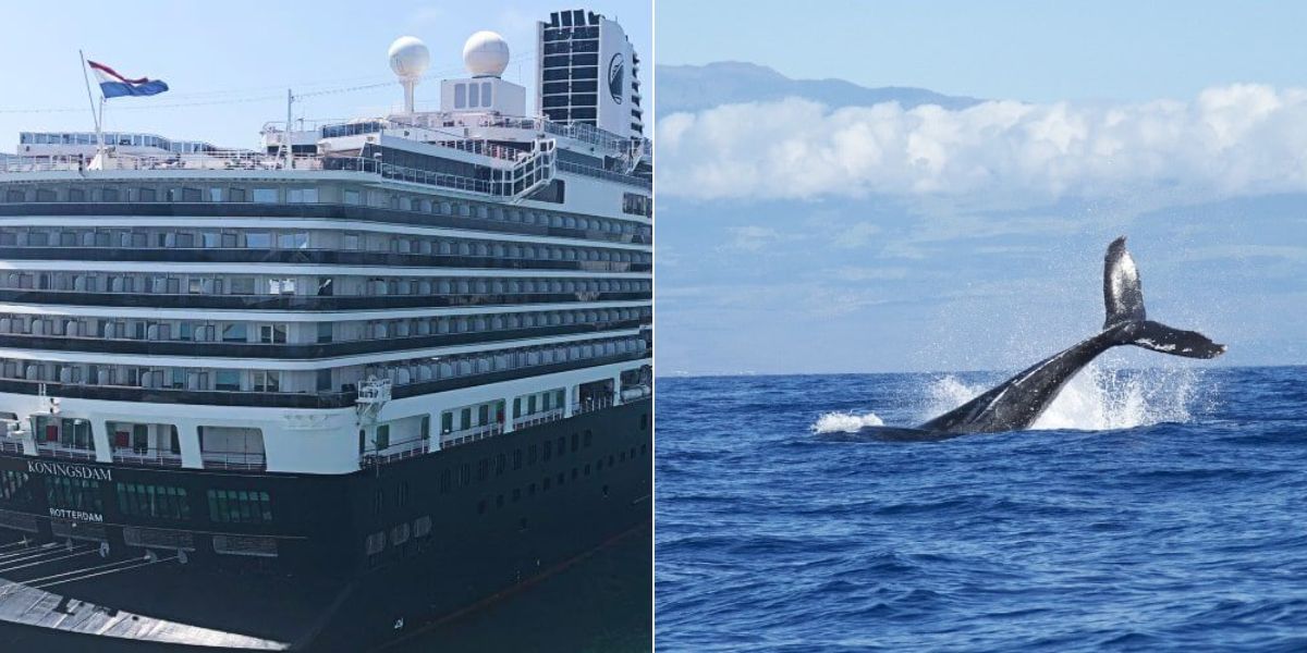 HAL Whale Watching