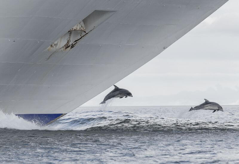 View of two bottlenose dolphins jumping by the ship