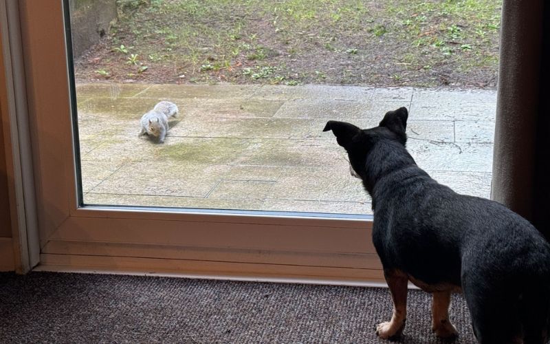 A curious black dog inside looking out the glass door at a small grey squirrel on the wet patio, highlighting an adorable moment of animal interaction and the simple wonders of nature from indoors.