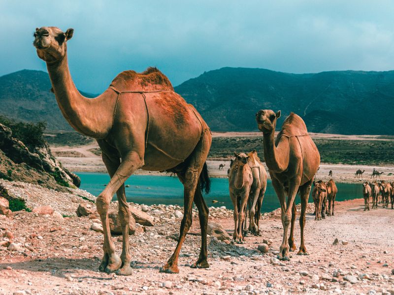 camels in Oman