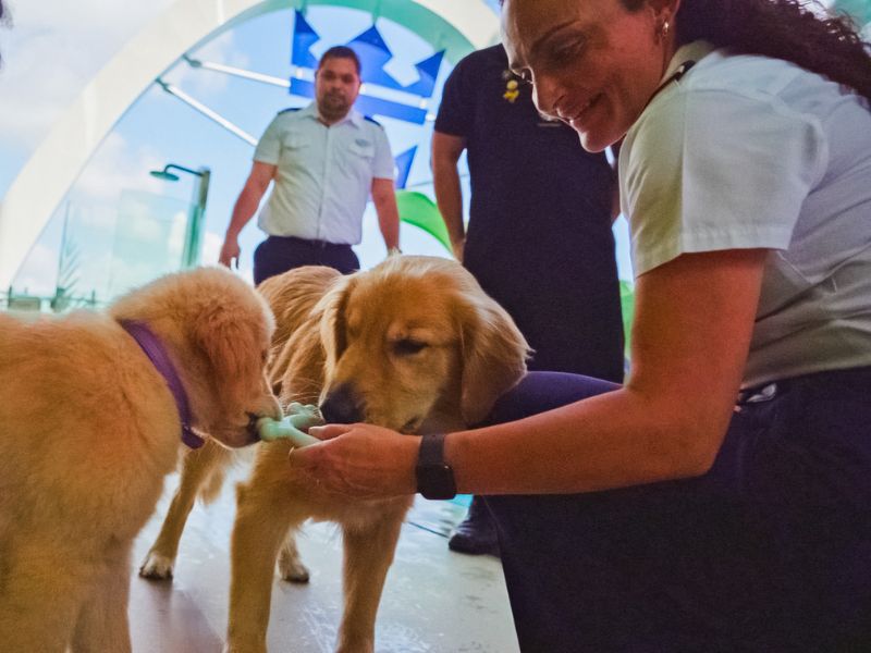 Royal Caribbean chief of staff