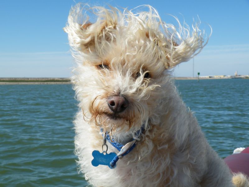 A small, fluffy dog with a wind-swept cream coat and a blue bone-shaped tag enjoys a river cruise, with its fur tousled by the breeze and a serene water backdrop under a clear sky. The dog’s bright expression and the gentle waves suggest a delightful day out on the water.