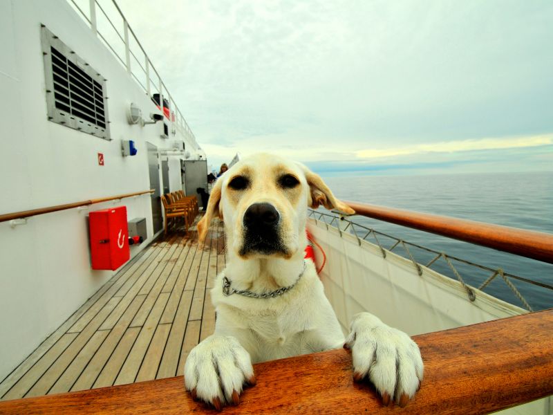 A curious Labrador retriever leans over a wooden railing on the deck of a cruise ship, gazing directly at the camera with a gentle and attentive expression. The ocean stretches out to the horizon behind the dog, suggesting a serene maritime setting. 