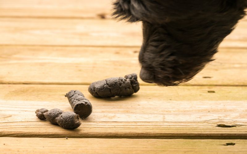 A dog smelling a pile of poop