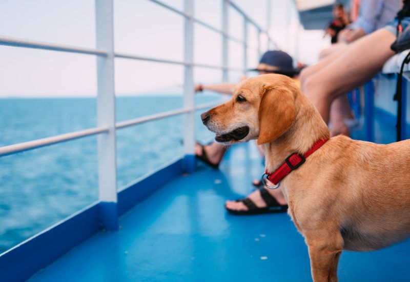 A serene dog with a gleaming tan coat and a red collar enjoys a ferry ride, looking out over the blue water from the deck with white and blue railings, as passengers relax nearby. The calm sea and gentle motion of the ferry seem to have a soothing effect on the dog, reflecting a moment of peaceful travel.