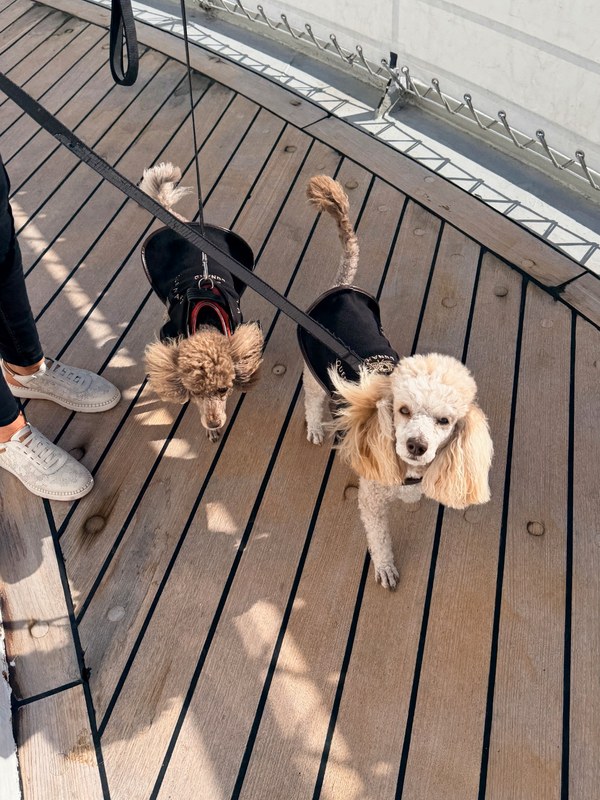 dogs on Queen Mary 2