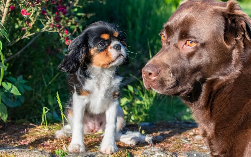 A King Charles Spaniel puppy and a brown Labrador Retriever sitting together outdoors, with the curious puppy looking up at the older dog against a backdrop of greenery and flowers, illustrating a tender canine companionship.